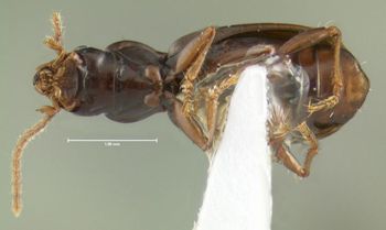 Media type: image;   Entomology 602220 Aspect: habitus ventral view